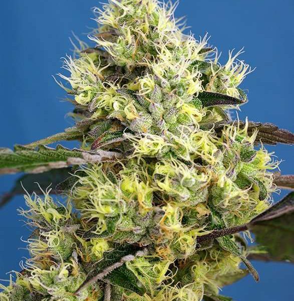 Sweet Gelato Auto de Sweet Seeds