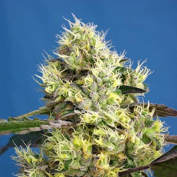 Sweet Gelato Auto de Sweet Seeds