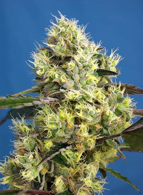 Sweet Gelato Auto de Sweet Seeds