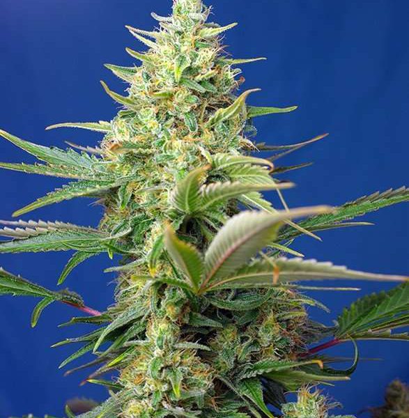 Sweet Pure Auto CBD de Sweet Seeds