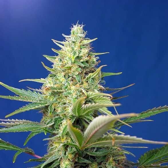 Sweet Pure Auto CBD de Sweet Seeds