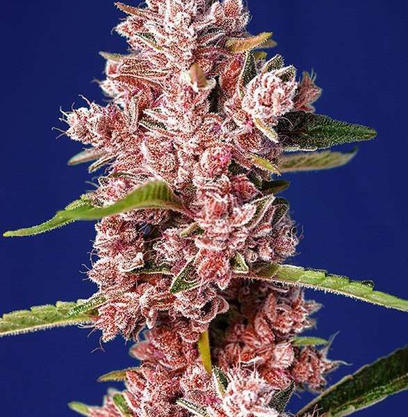 Tropicanna Poison F1 Fast Version feminizada de Sweet Seeds