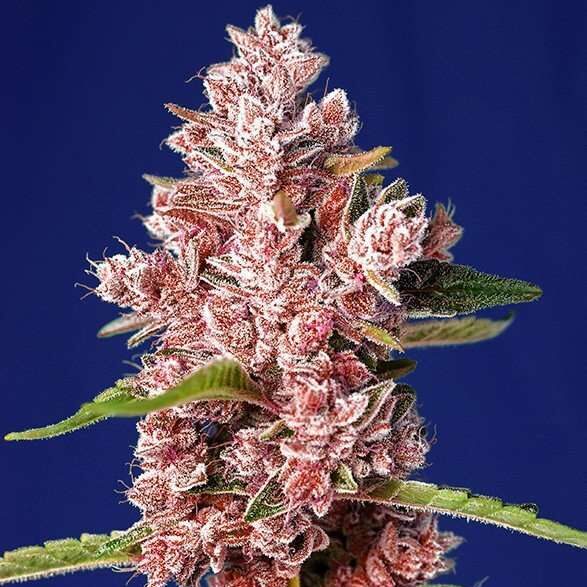 Tropicanna Poison F1 Fast Version feminizada de Sweet Seeds