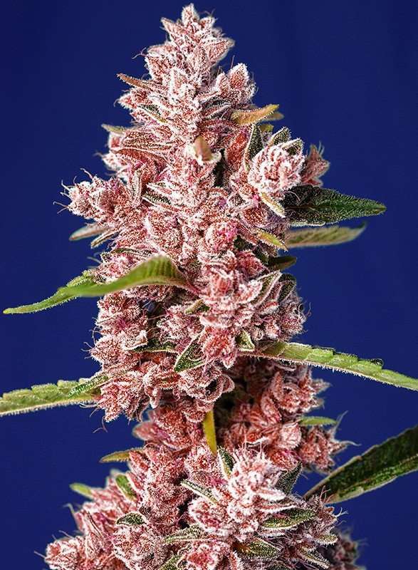 Tropicanna Poison F1 Fast Version feminizada de Sweet Seeds
