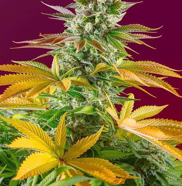 Gorilla Girl F1 Fast Version feminizada de Sweet Seeds
