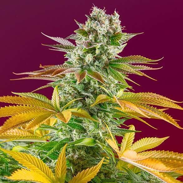 Gorilla Girl F1 Fast Version feminizada de Sweet Seeds