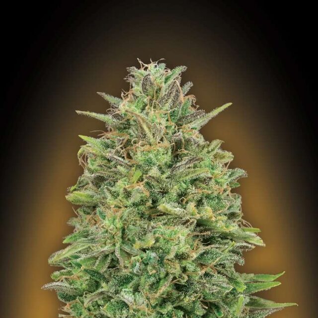 00 Skunk feminizada de 00 Seeds