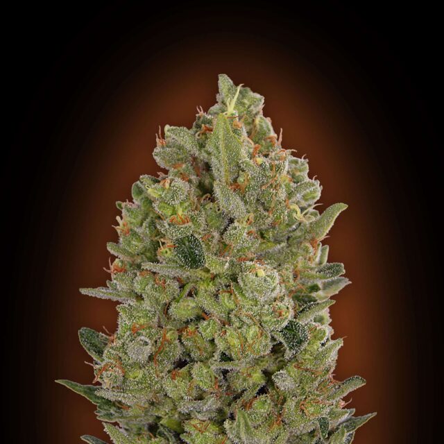 Auto 00 Cheese feminizada de 00 Seeds
