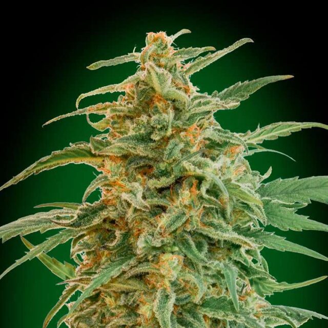 Auto Gorilla feminizada de 00 Seeds