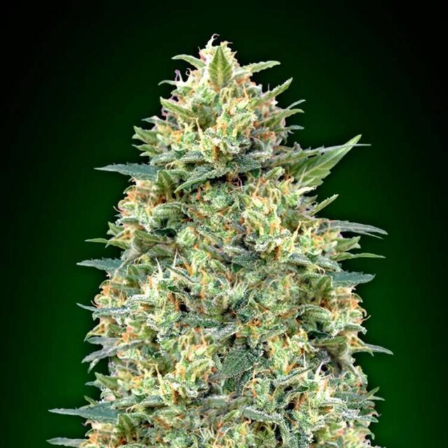 Auto White Widow XXL feminizada de 00 Seeds