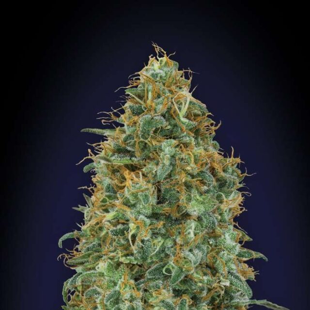 Blueberry feminizada de 00 Seeds