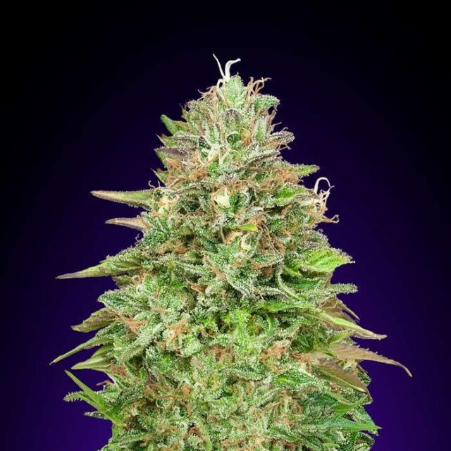 Critical Poison Fast Version feminizada de 00 Seeds