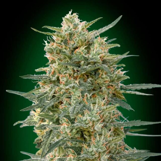 Gorilla Fast Version feminizada de 00 Seeds