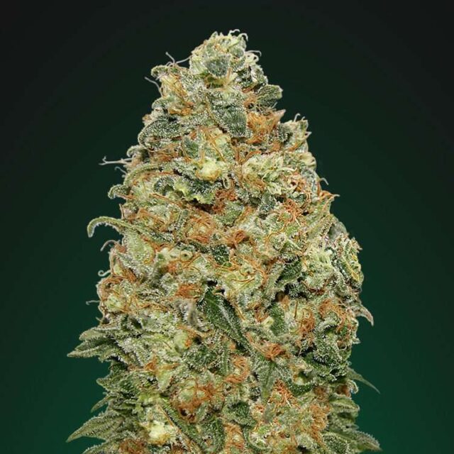 White Widow feminizada de 00 Seeds