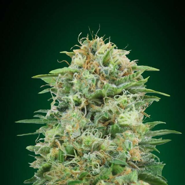 White Widow CBD feminizada de 00 Seeds