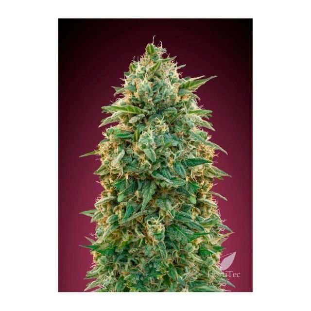 Amnesia feminizada de Advanced Seeds