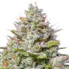 Blue Gelato 41 feminizada de Barney's Farm