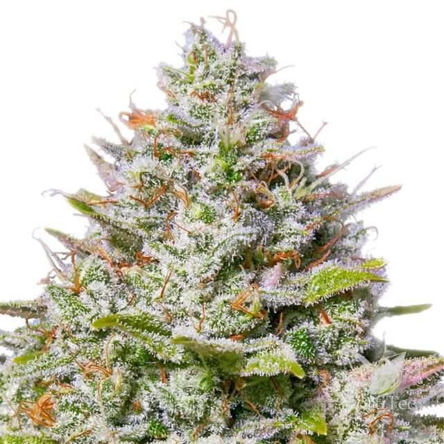 Blue Gelato 41 feminizada de Barney's Farm