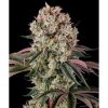 Glookies feminizada de Barney's Farm