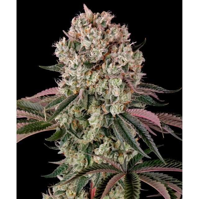 Glookies feminizada de Barney's Farm