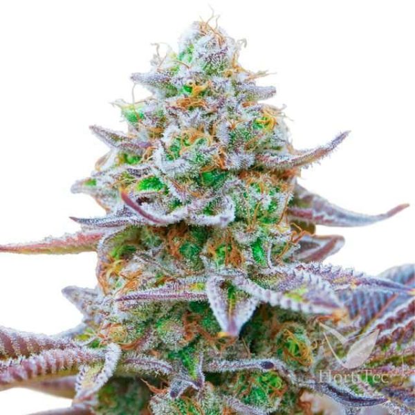 Gorilla Zkittlez feminizada de Barney´s Farm