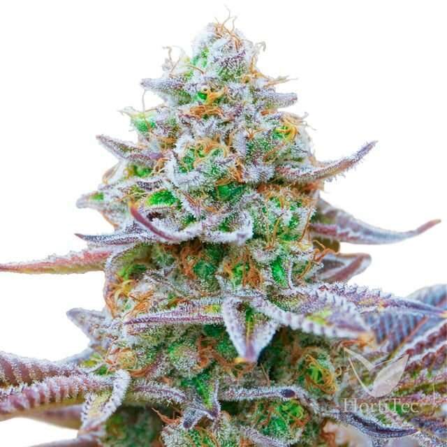 Gorilla Zkittlez feminizada de Barney´s Farm