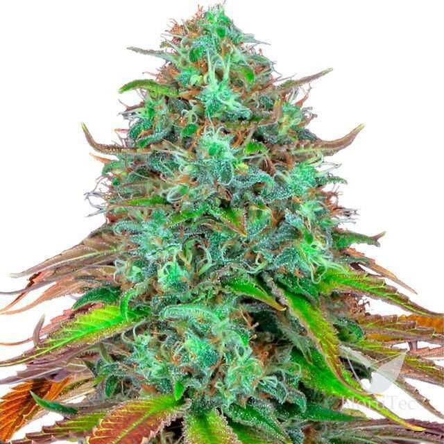 LSD Auto de Barney's Farm