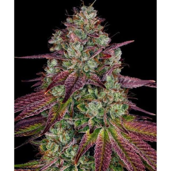 Mimosa EVO feminizada de Barney´s Farm