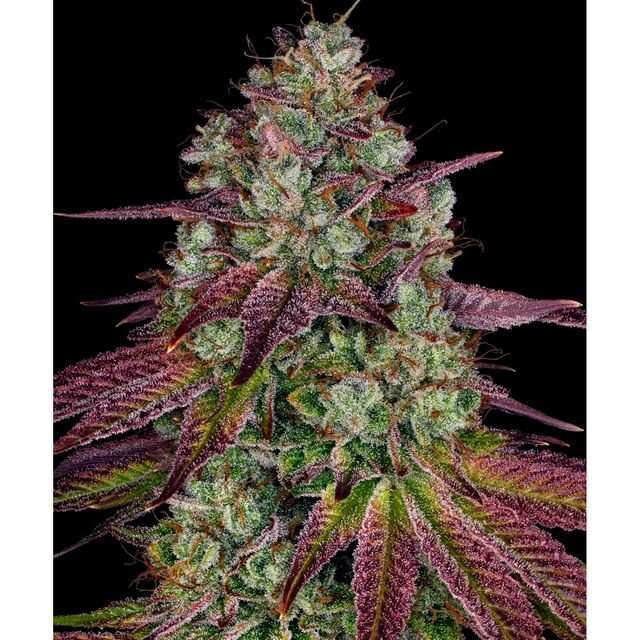 Mimosa EVO feminizada de Barney´s Farm