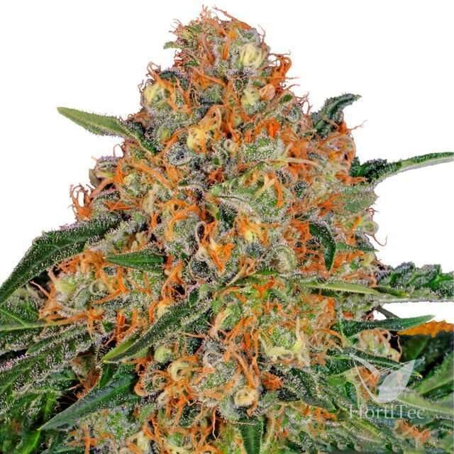 Orange Sherbert feminizada de Barney's Farm