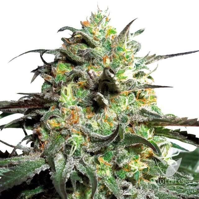 Peyote Cookies feminizada de Barney's Farm