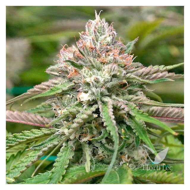 Peyote Critical feminizada de Barney's Farm
