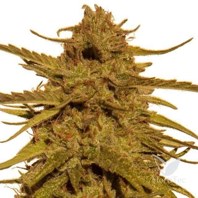 Pineapple Haze Regular de Barney's Farm