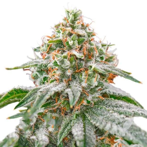 Pink Kush feminizada de Barney's Farm
