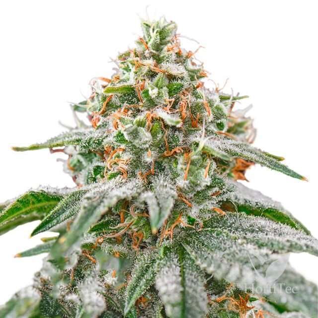 Pink Kush feminizada de Barney's Farm