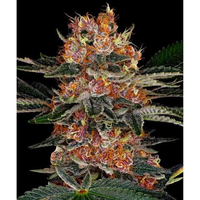 Purple Punch Auto de Barney´s Farm