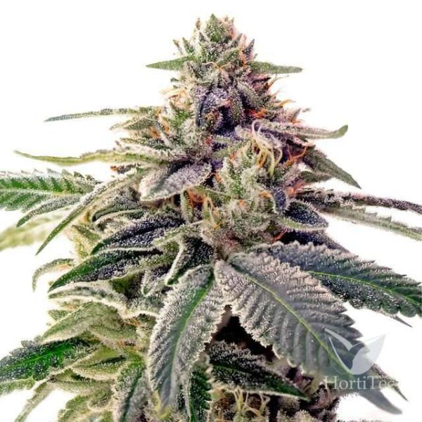 Shiskaberry feminizada de Barney's Farm