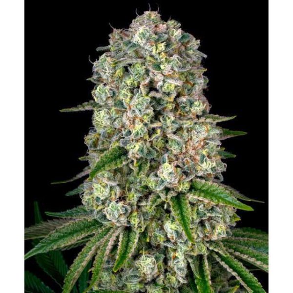Tropicanna Banana feminizada de Barney's Farm