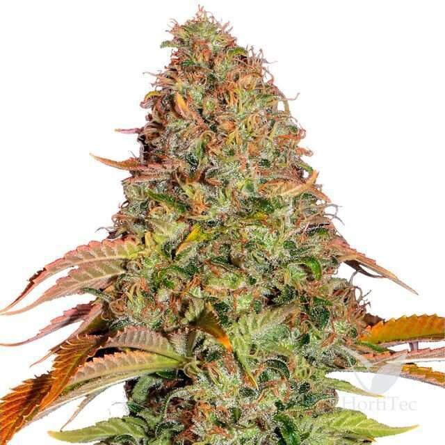 Zkittlez OG Auto de Barney's Farm