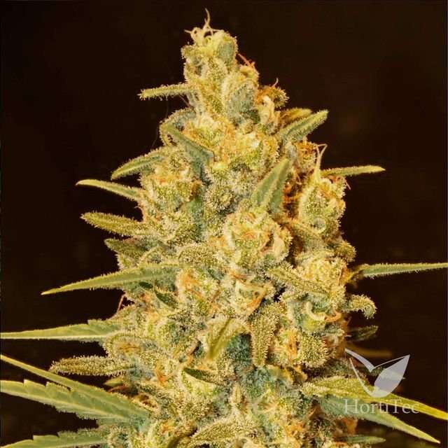 Critical Sensi Star Early Version feminizada de Delicious Seeds