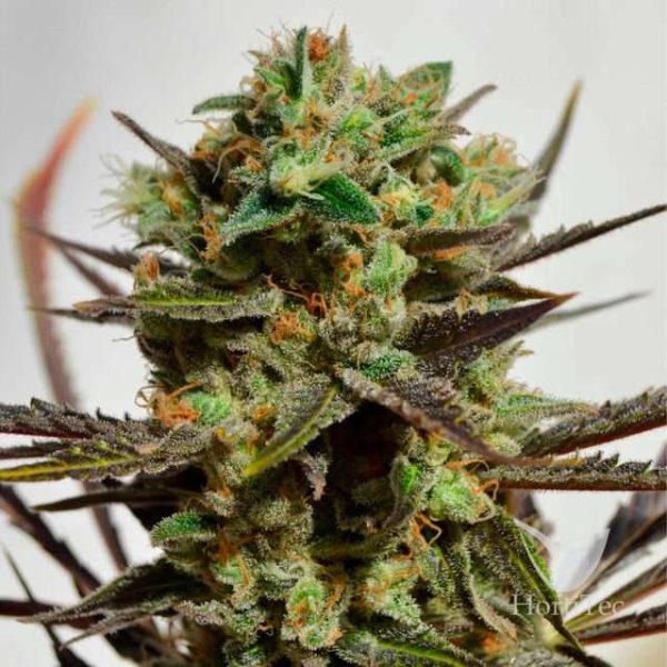 Delicious Candy Early Version feminizada de Delicious Seeds