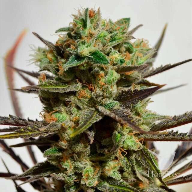 Delicious Candy Early Version feminizada de Delicious Seeds