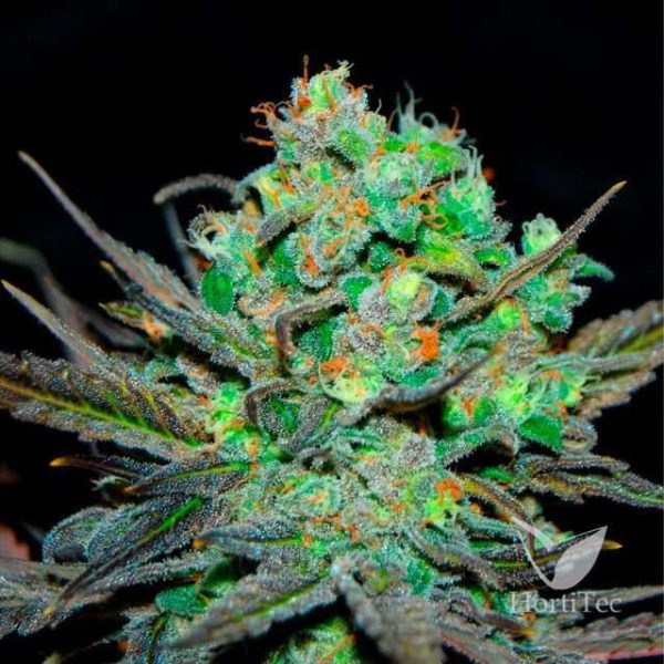 Eleven Roses feminizada de Delicious Seeds