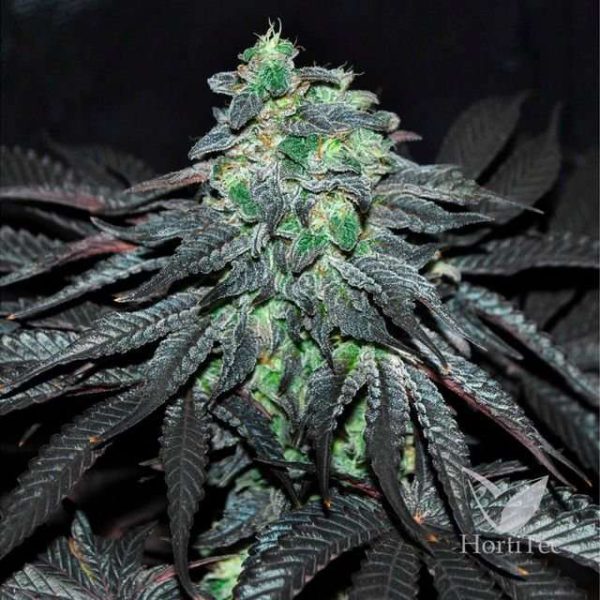 Golosa feminizada de Delicious Seeds