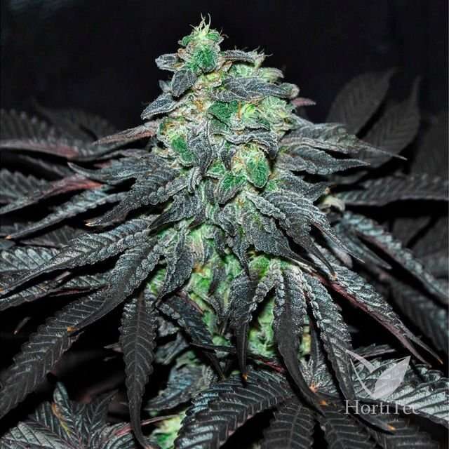 Golosa feminizada de Delicious Seeds