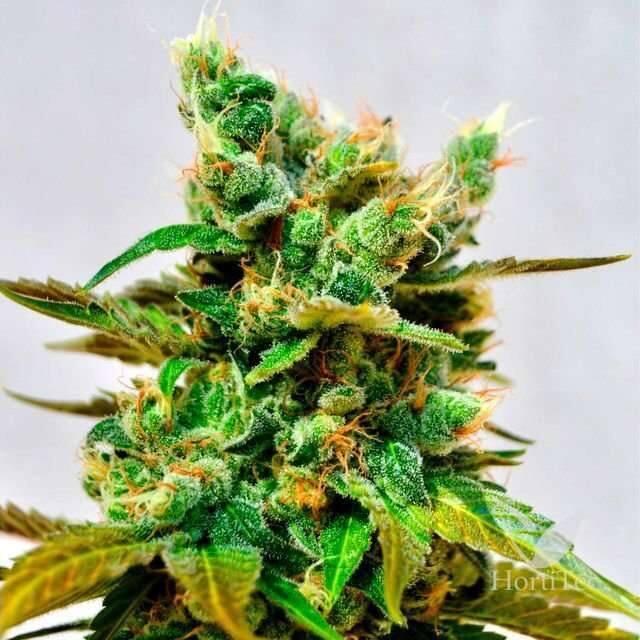 HoneyBells CBD feminizada de Delicious Seeds