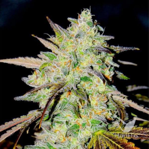 Marmalate Early Version feminizada de Delicious Seeds