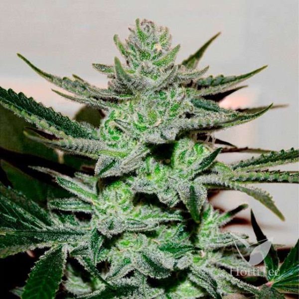 Unknown Kush feminizada de Delicious Seeds