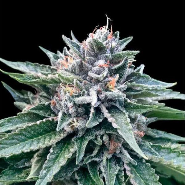 Sorbet #4 feminizada de DNA Genetics