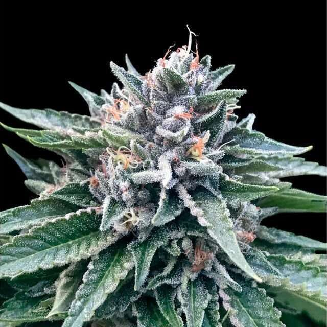 Sorbet #4 feminizada de DNA Genetics